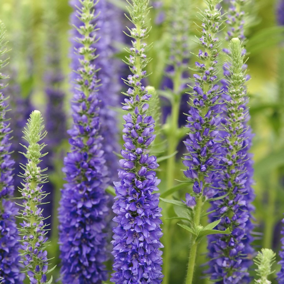 Вероника колосистая анниверсари блу