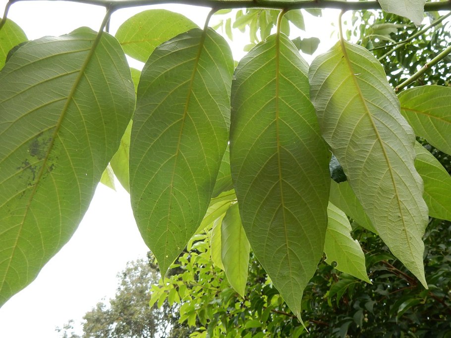 Альфитония - дерево