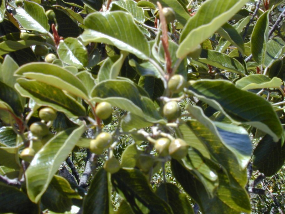 Альфитония - дерево