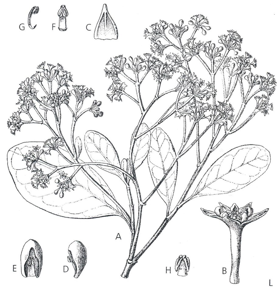 Geijera parviflora