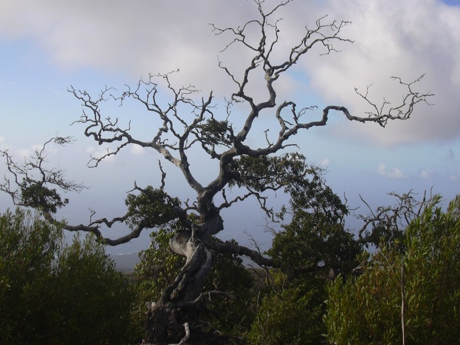 Rhamnaceae, Liliaceae, Fabaceae, Rubiaceae, Polygonaceae