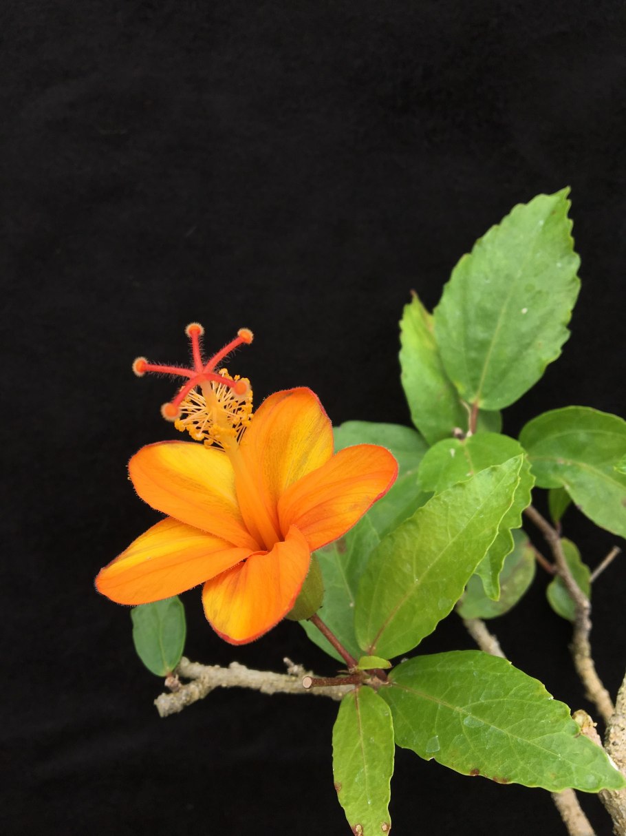 PV контроллер заряда ls1024rp