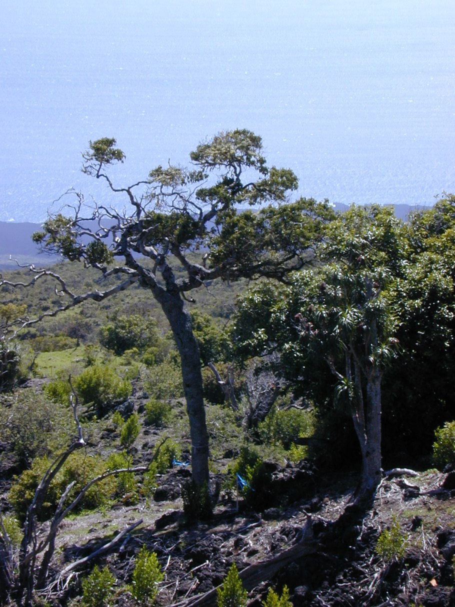 Берхемия лазящая фото
