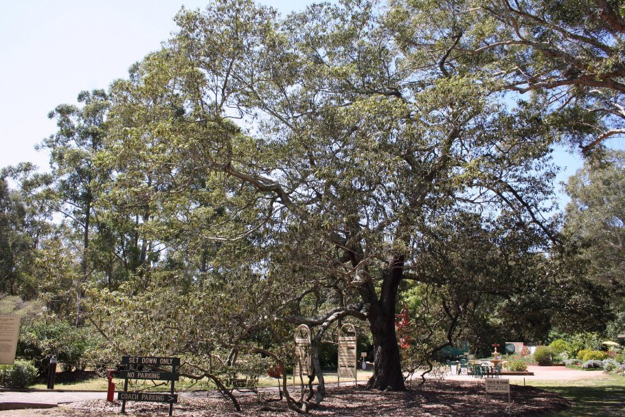 Альфитония унабивидная