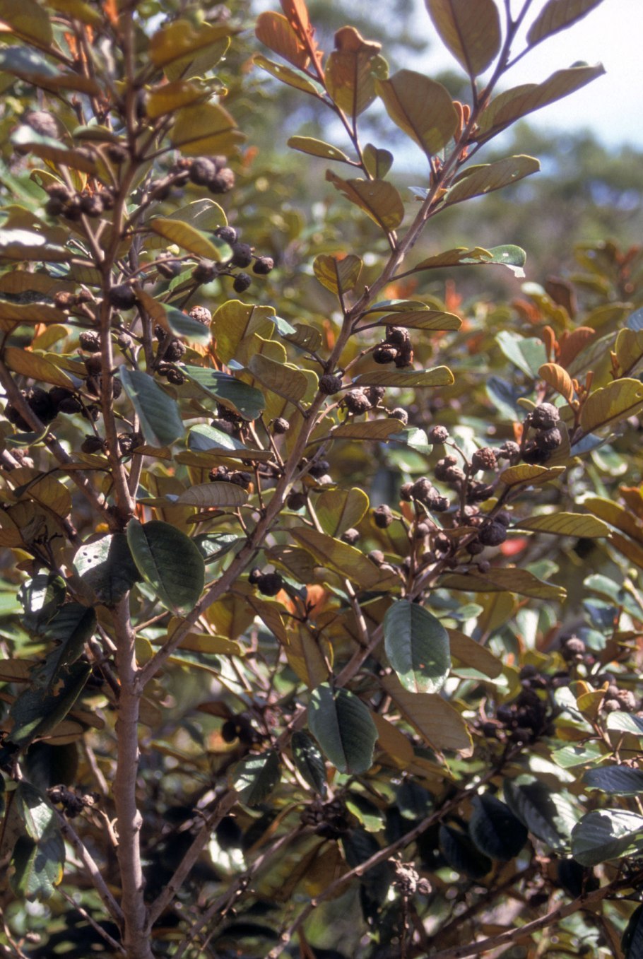 Альфитония унабивидная