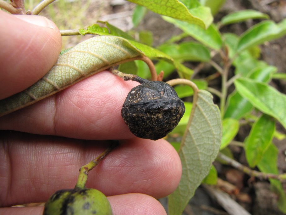 Кокия Кука цветок