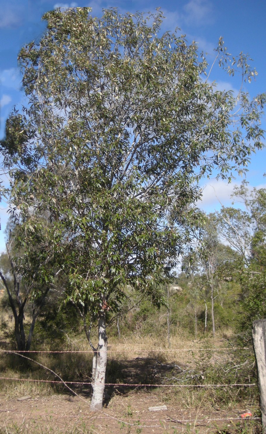 Альфитония унабивидная