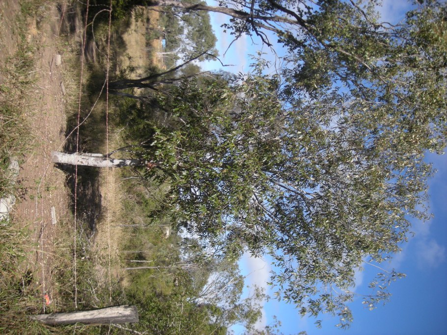 Дерево-цветок камелотонус