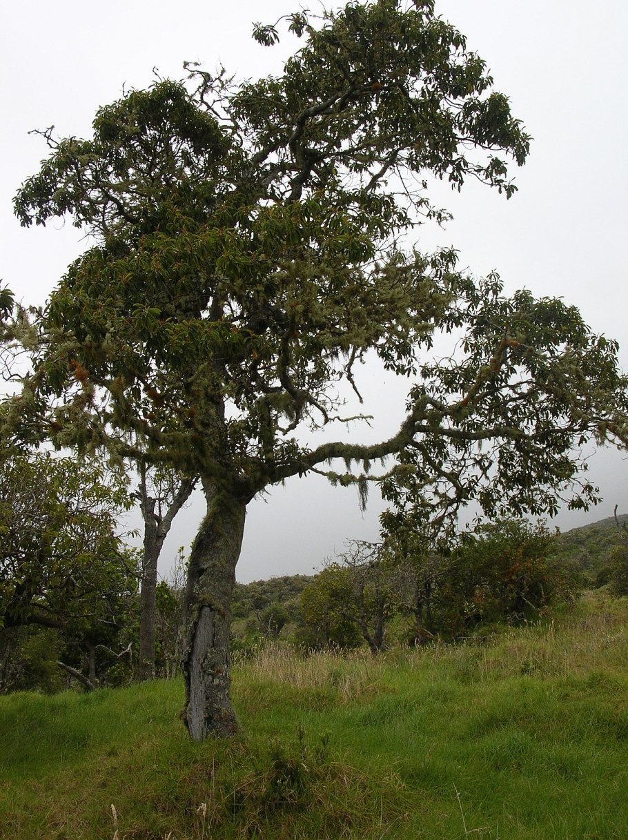 Альфитония - дерево