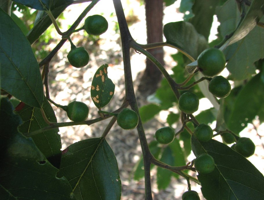 Сапукайя дерево