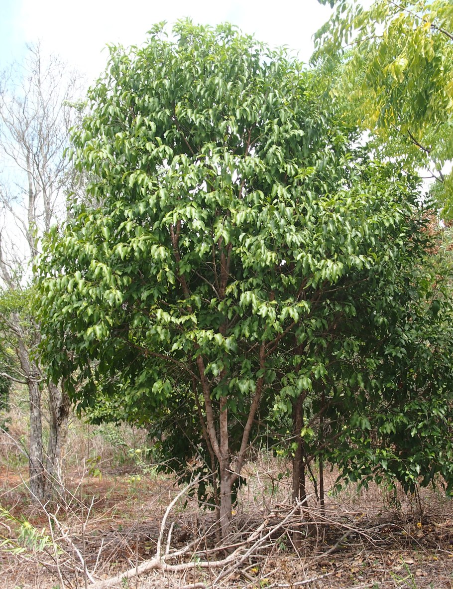 Эми Андерсон гиф