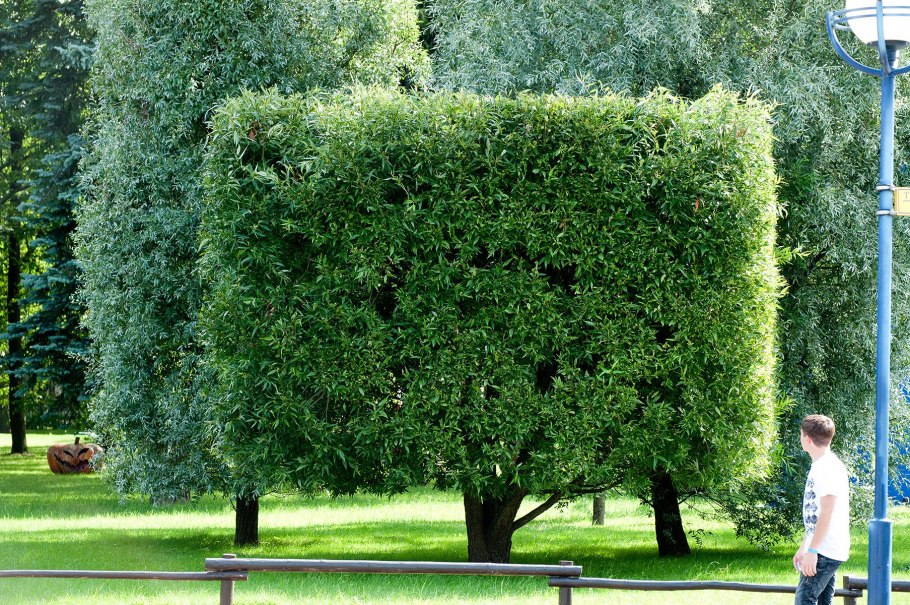 Ива ломкая шаровидная