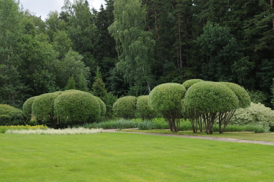 Ива ломкая bullata