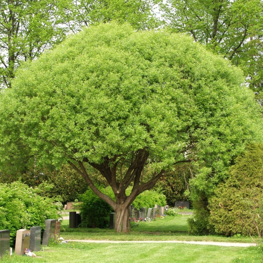 Ива шаровидная плакучая