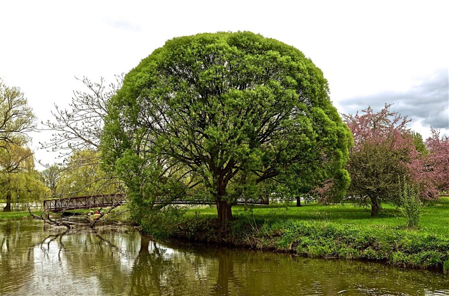 Ива ломкая шаровидная