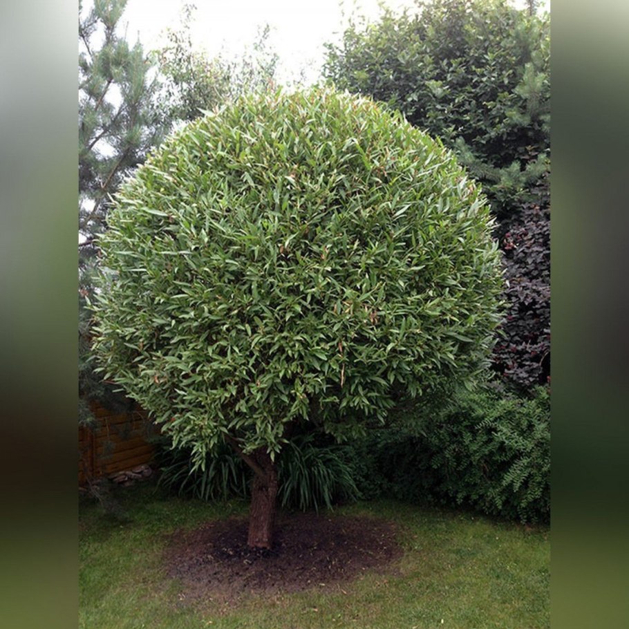Ива ломкая "Буллата" Salix fragilis 'bullata'