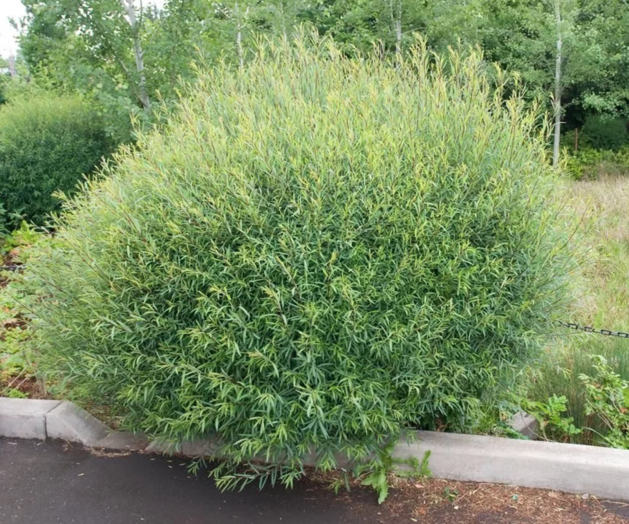 Ива пурпурная грацилис нана