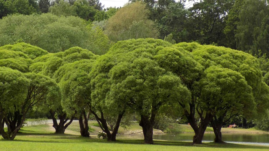 Ива ломкая ракита шаровидная