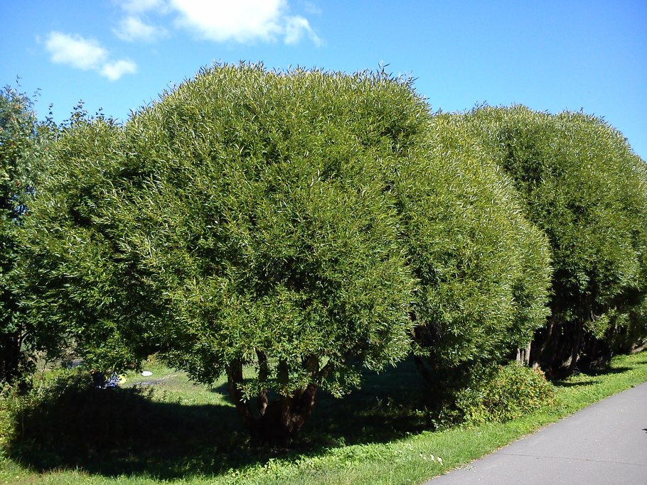 Ива ломкая "Буллата" Salix fragilis 'bullata'