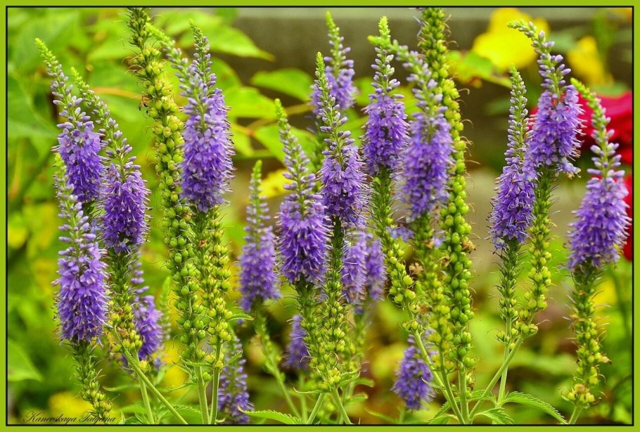 Вероника длиннолистная Блауризин