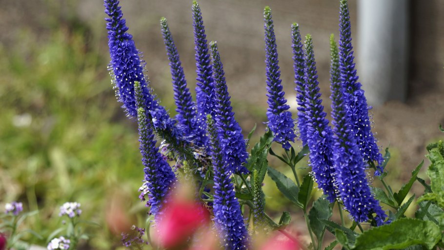 Вероника колосковая (Veronica spicata )