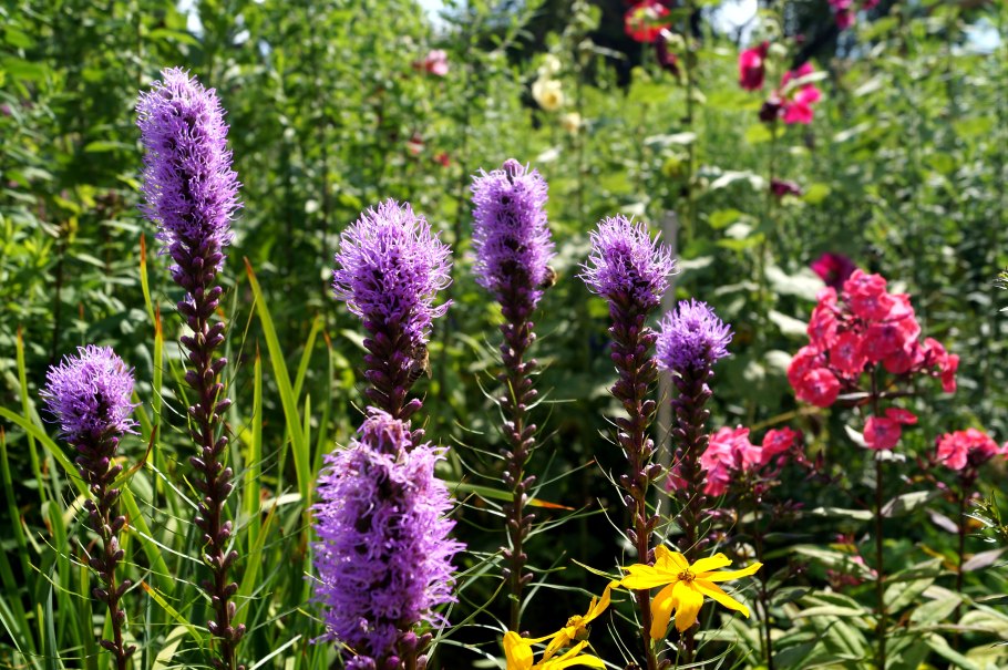 Вероника колосистая голубая