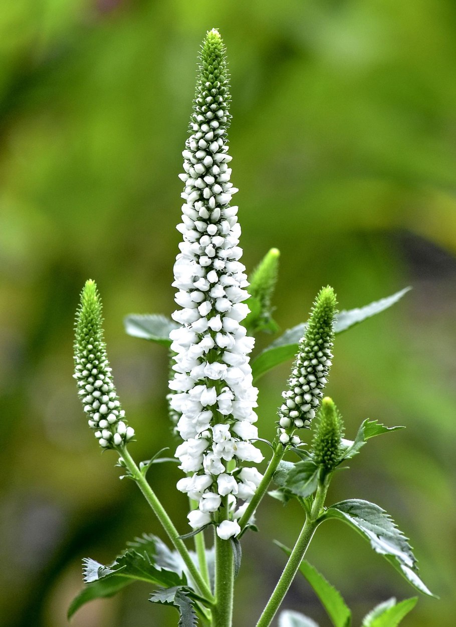 Вероника колосковая (Veronica spicata )