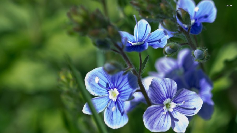 Вероника растение