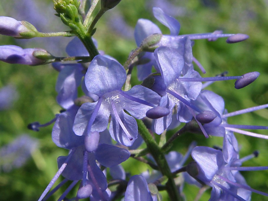 Цветы Вероника колосистая голубая