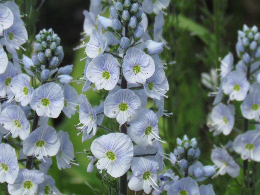 Многолетник Вероника колосковая