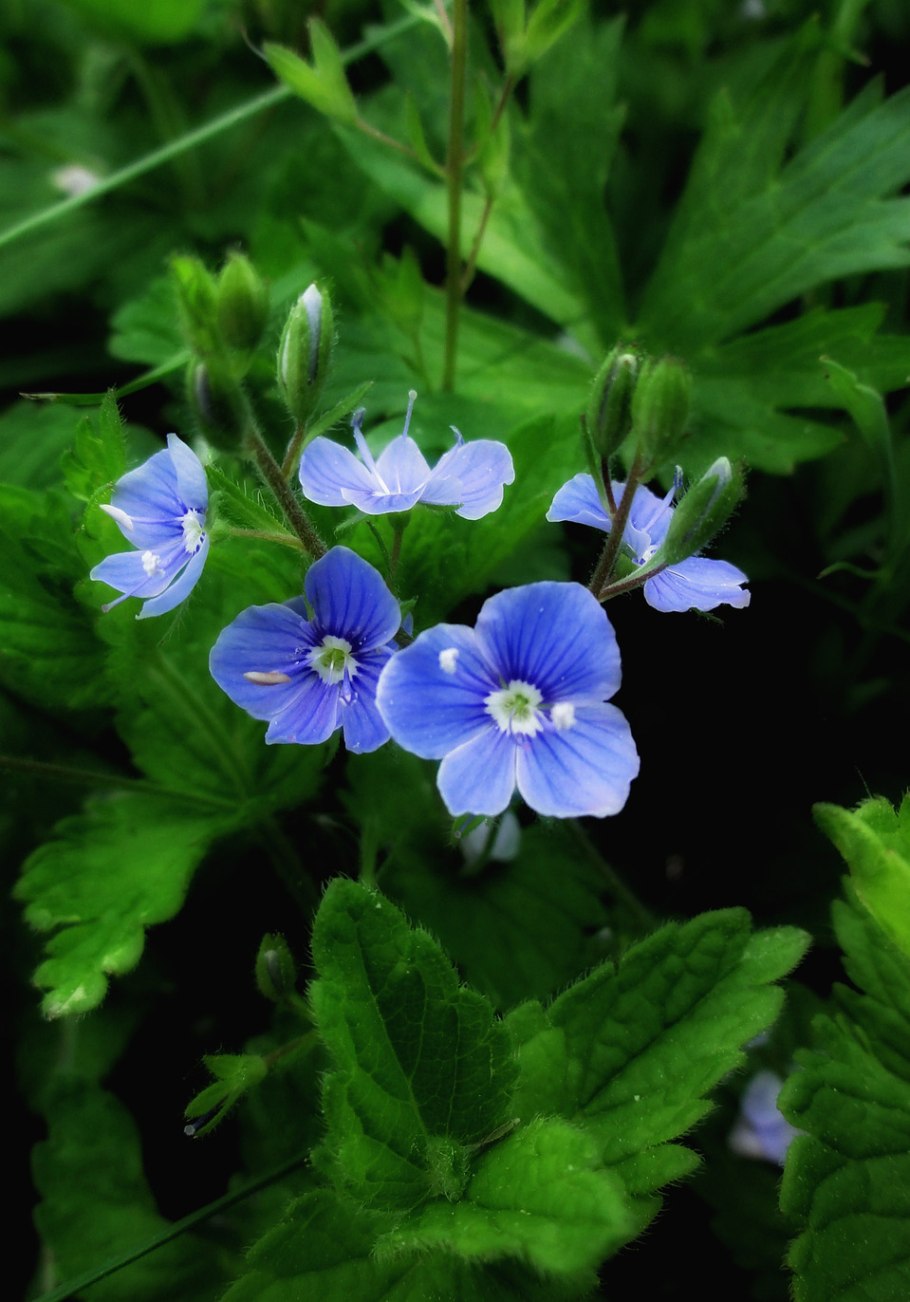 Вероника колосистая - Veronica spicata