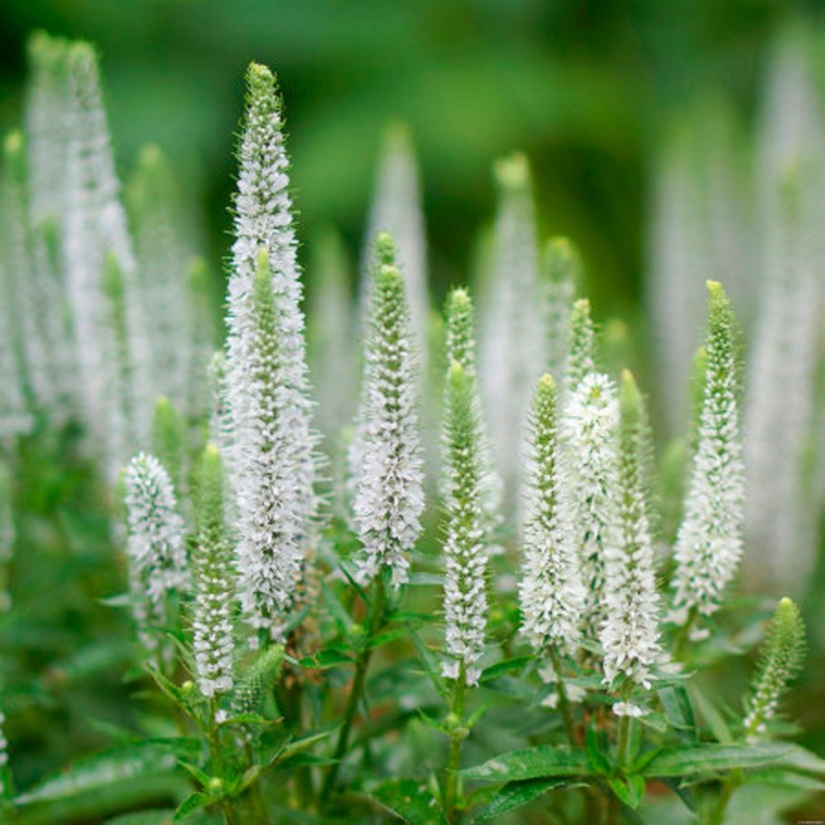 Вероника растение многораздельная