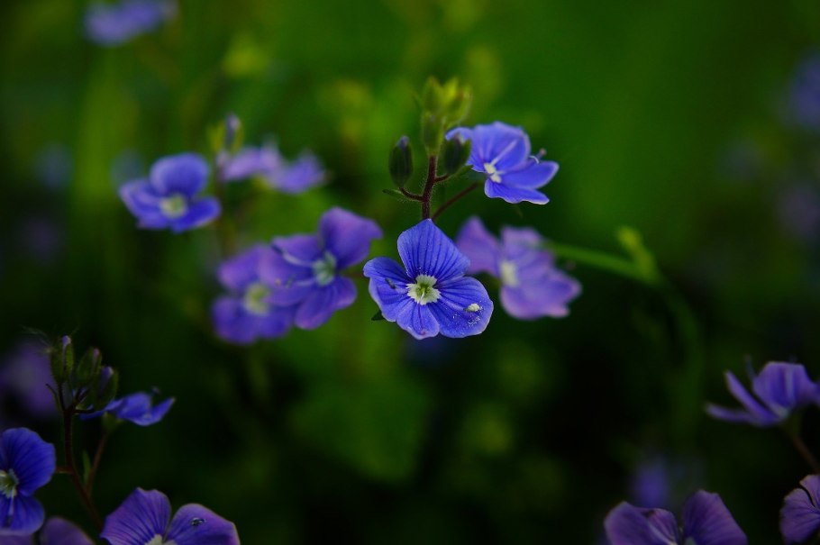 Вероника колосковая Блю букет
