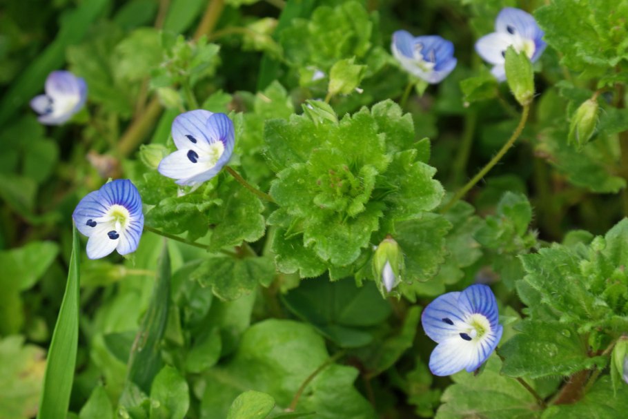 Вероника длиннолистная Блауризин