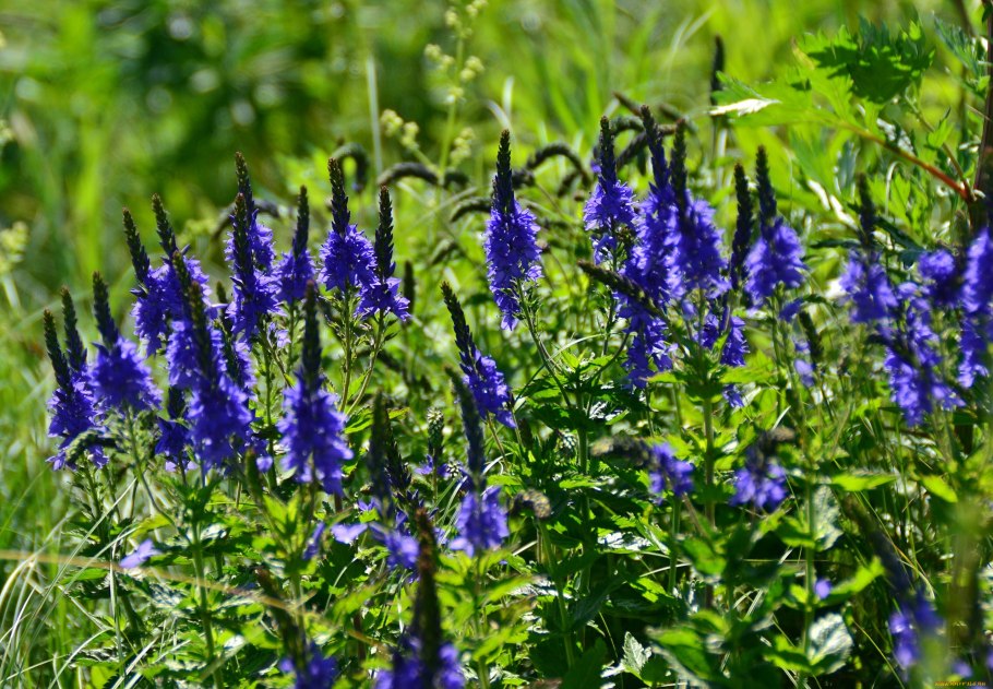 Вероника длиннолистная Блауризин