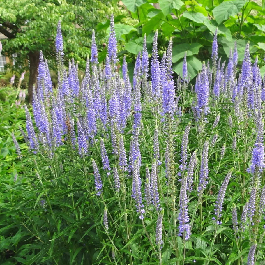 Растение Вероника Австрийская