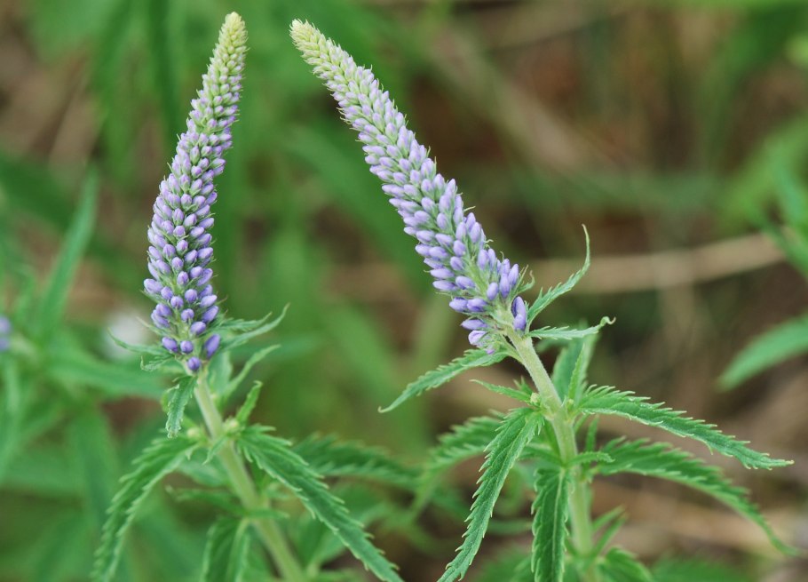Вероника колосковая first Glory