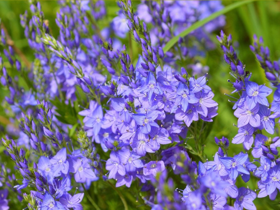 Veronica persica- Персидская