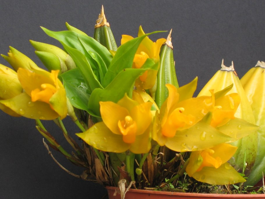 Орхидея Ликаста Ароматика