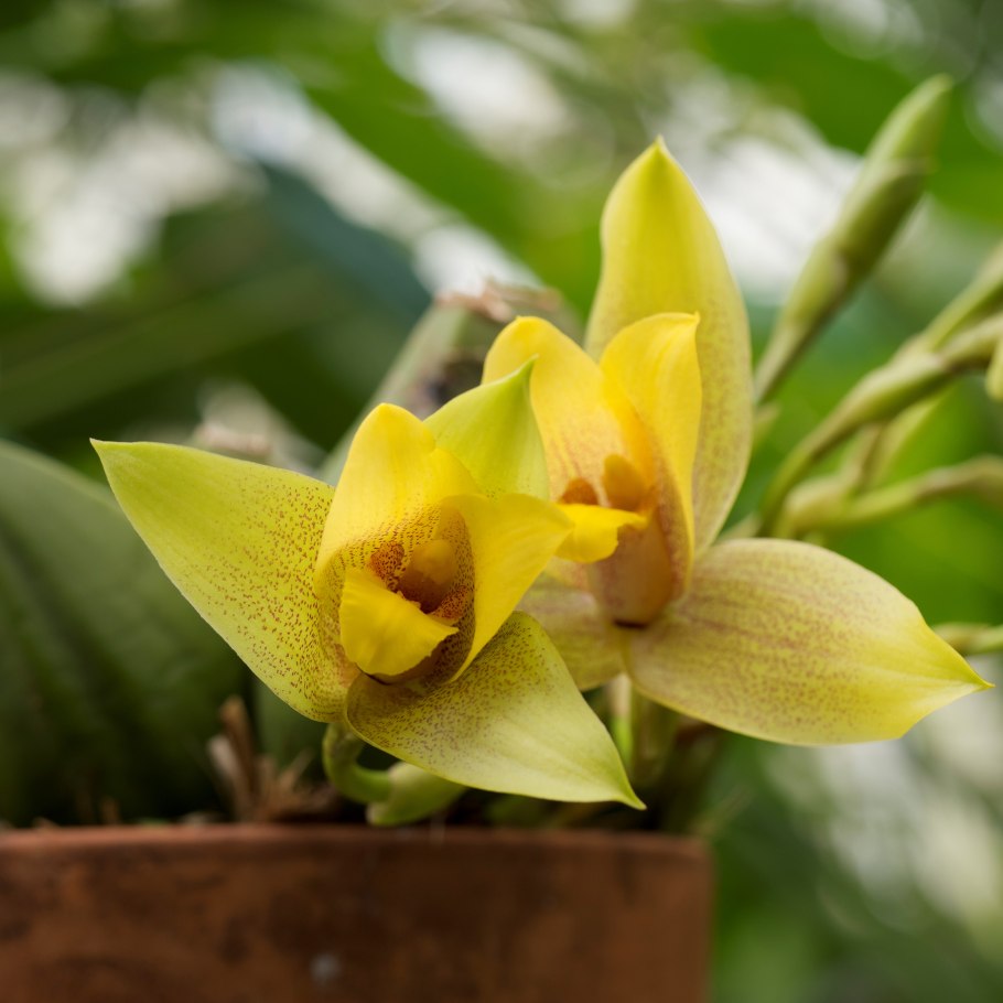 Ликаста душистая