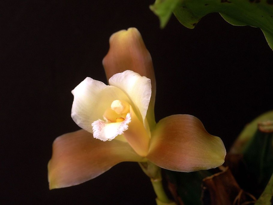 Ликаста мериклон