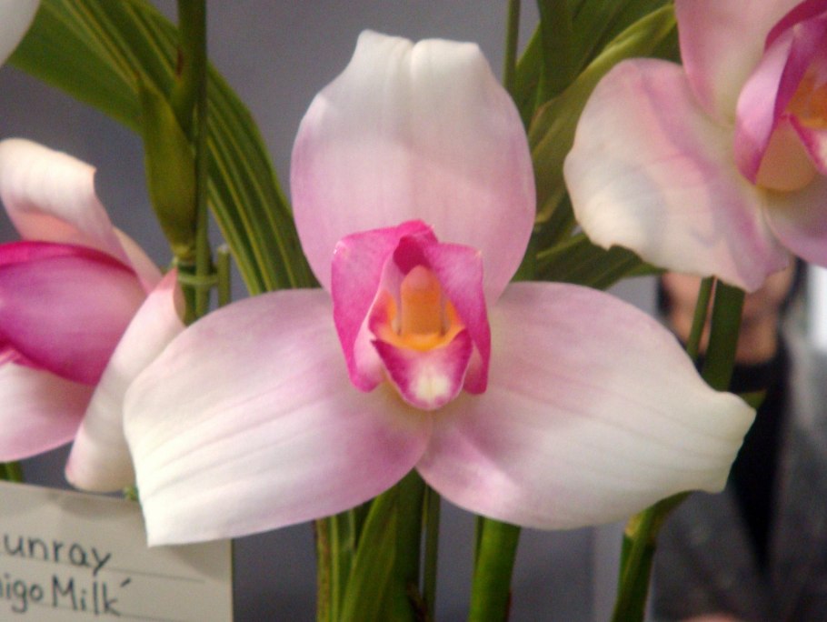 Ликаста Sunray