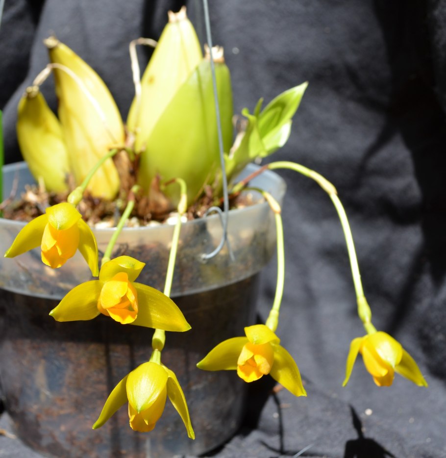 Орхидея Ликаста Ароматика