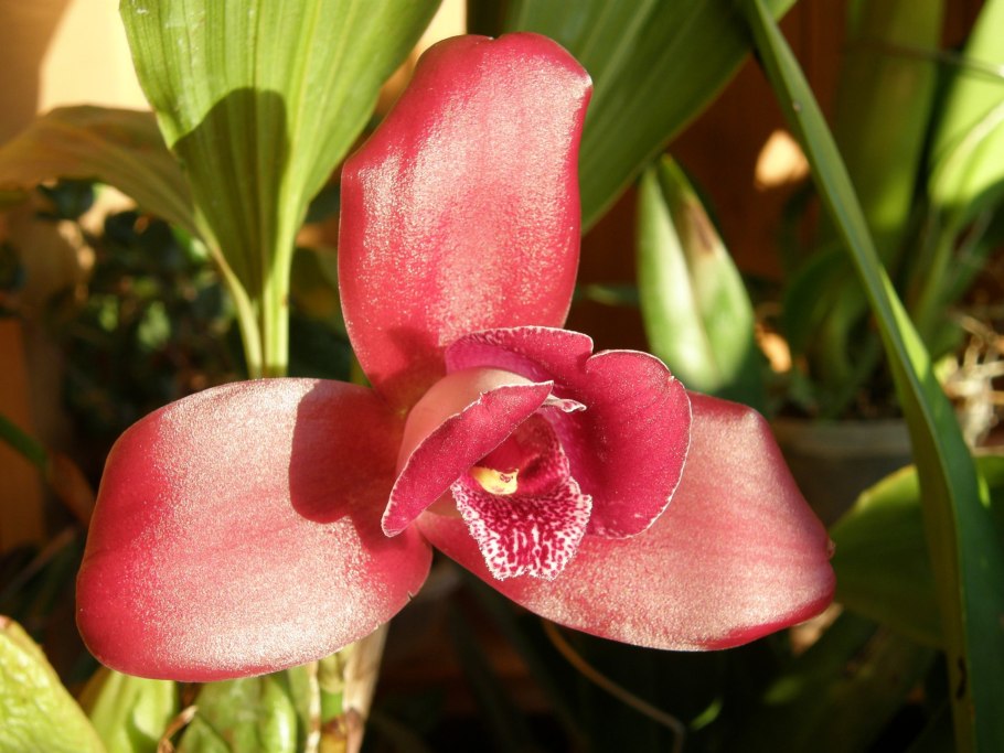 Орхидея Ликаста Мария Лиз