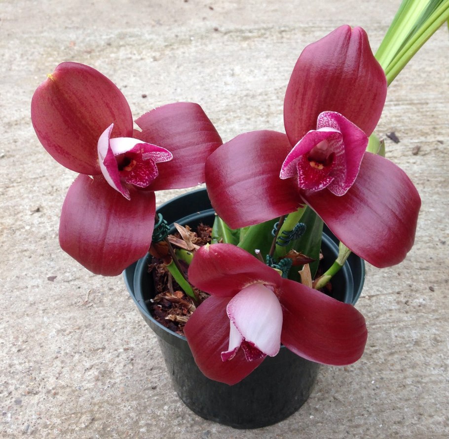 Фаленопсис Ликаста