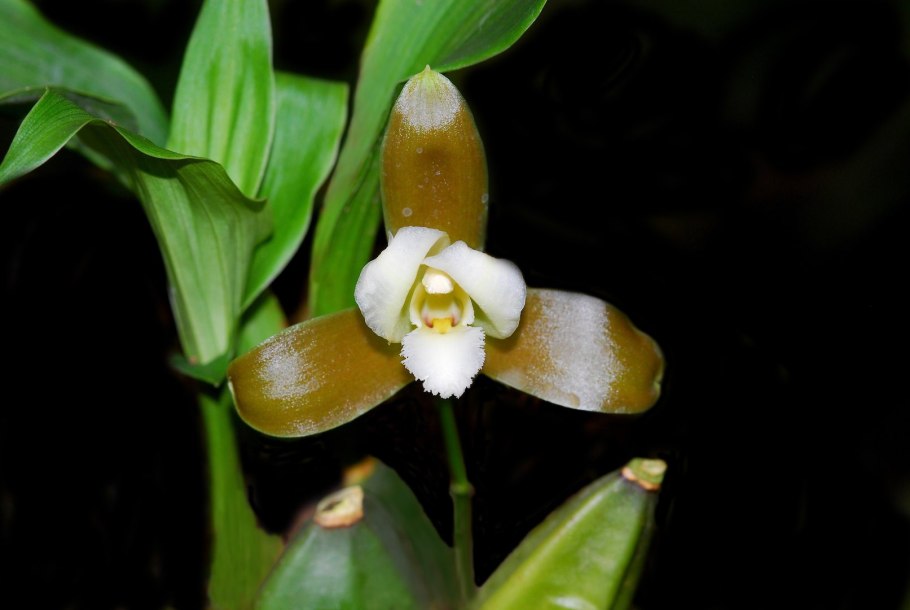 Ликаста макрофилла Альба