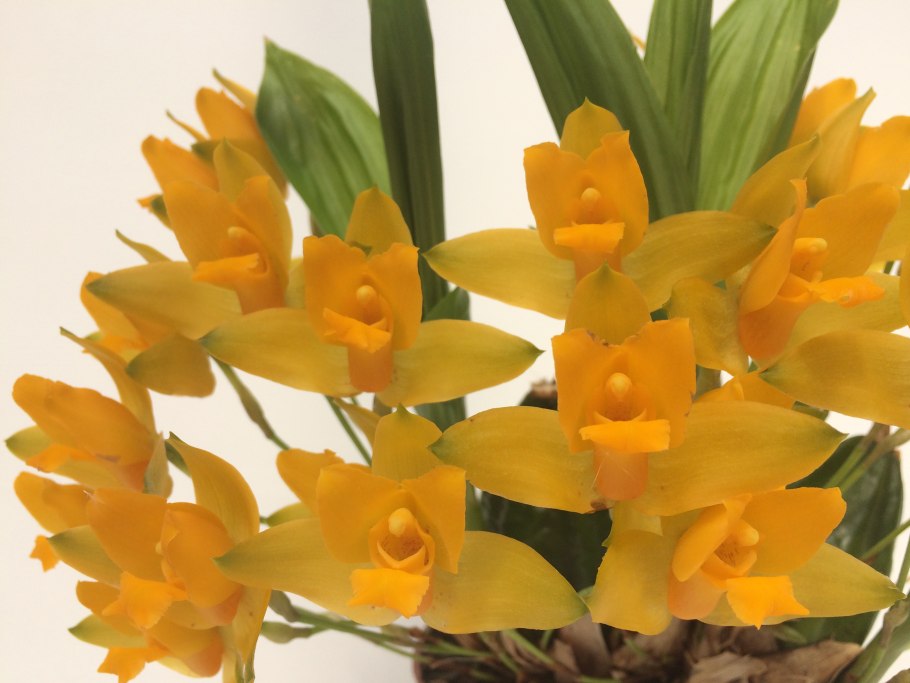 Maxillacaste Sonnenberg (Maxillaria x Lycaste)