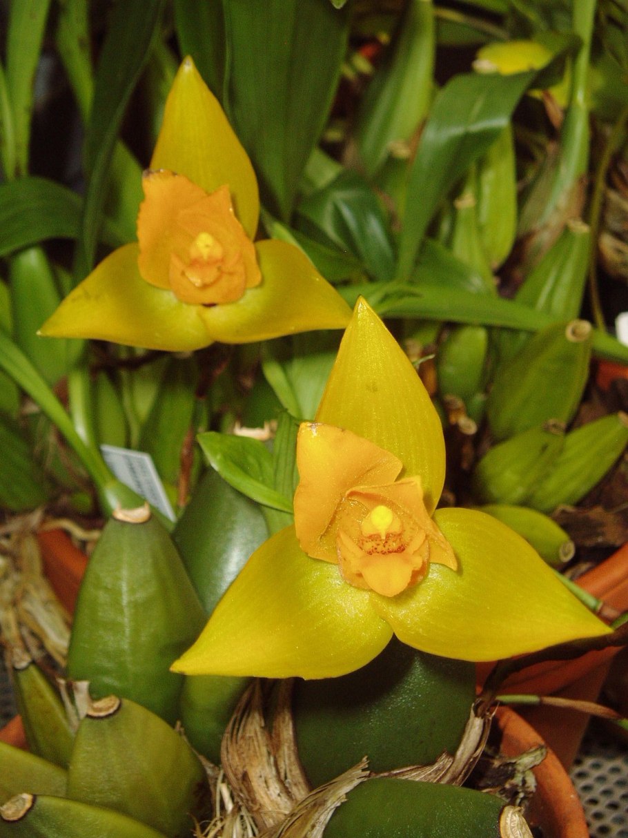 Lycaste aromatica