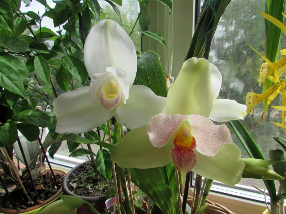 Ликаста японская