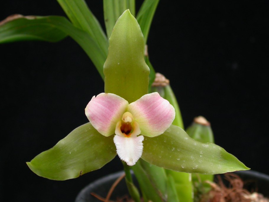 Lycaste xytriophora
